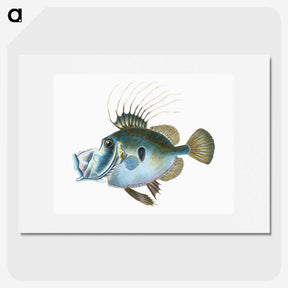 1-18_The-Natural-History-of-British-Fishes_picture