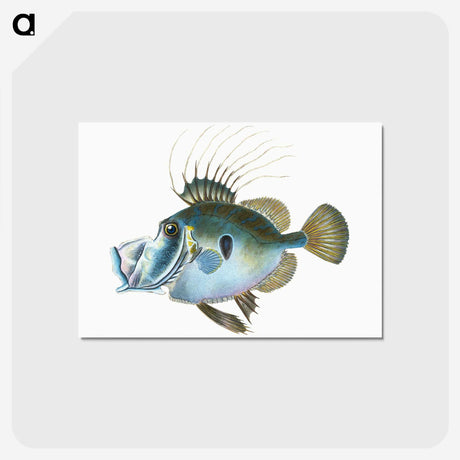1-18_The-Natural-History-of-British-Fishes_postcard