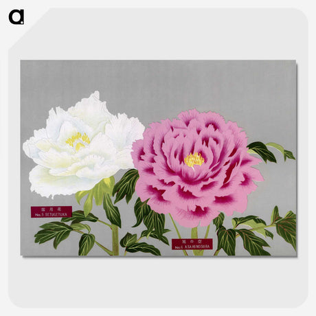1-18_The-Picture-Book-of-Peonies_picture-crop