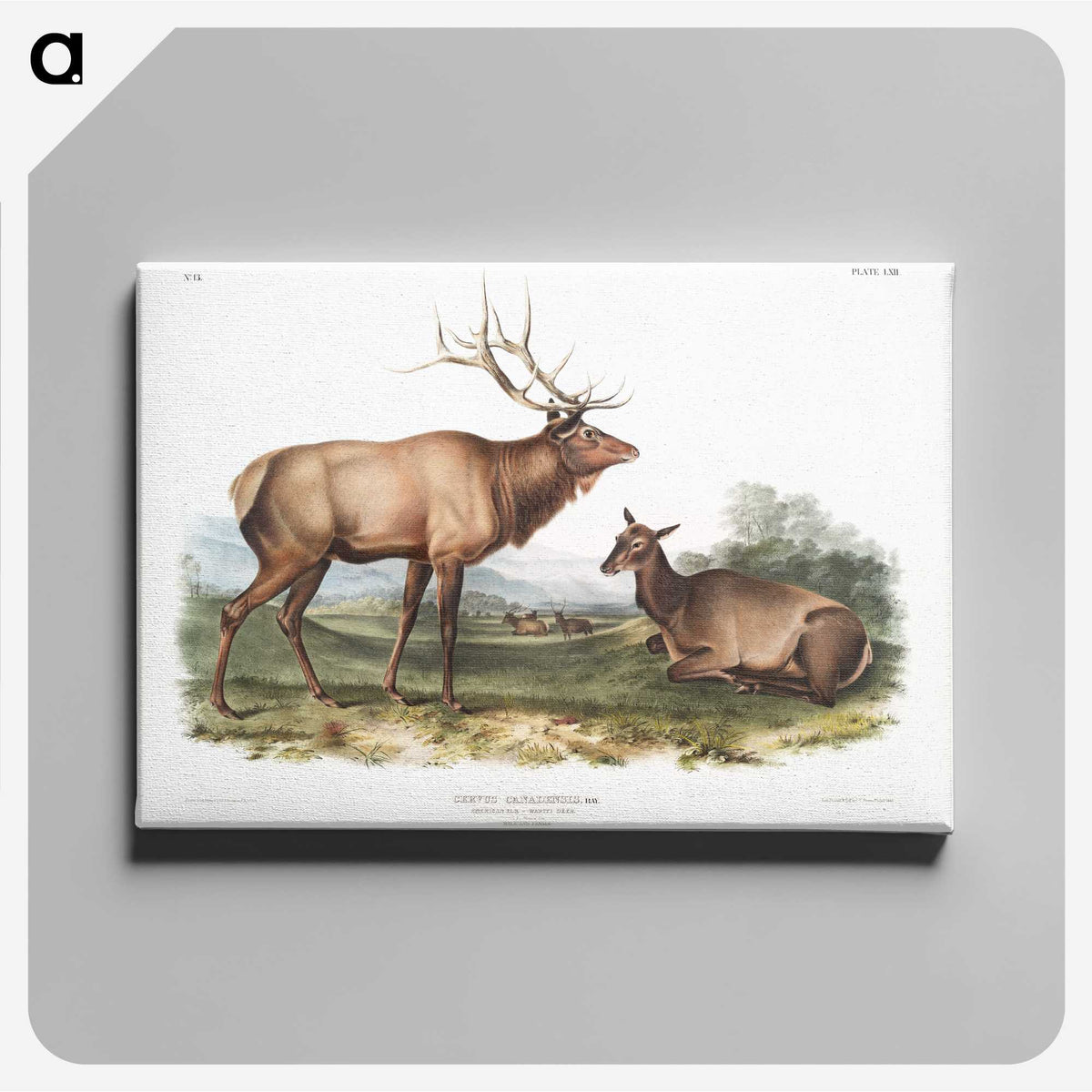 1-18_The-Viviparous-Quadrupeds_canvas