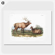 1-18_The-Viviparous-Quadrupeds_picture