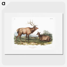 1-18_The-Viviparous-Quadrupeds_picture