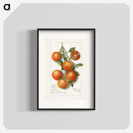 1-18_USDA-Watercolor-Fruit-Painting-Collection_blk