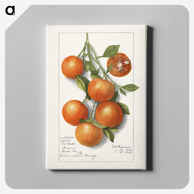 1-18_USDA-Watercolor-Fruit-Painting-Collection_canvas