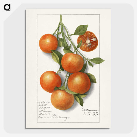 1-18_USDA-Watercolor-Fruit-Painting-Collection_picture-crop