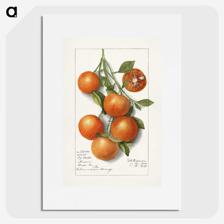 1-18_USDA-Watercolor-Fruit-Painting-Collection_picture