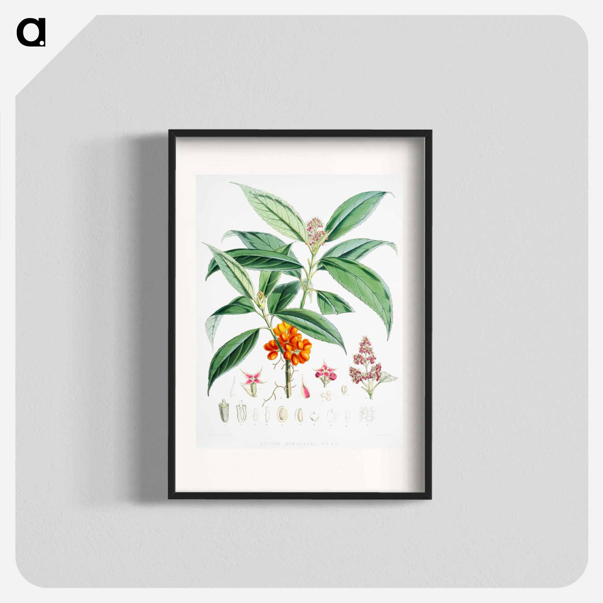 Aucuba Himalaica - ウォルター フッド フィッチ Poster.