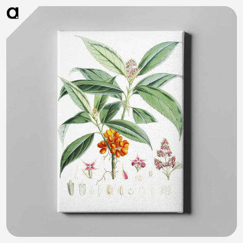 アウクバ・ヒマラエンシス - ウォルター フッド フィッチ Canvas.