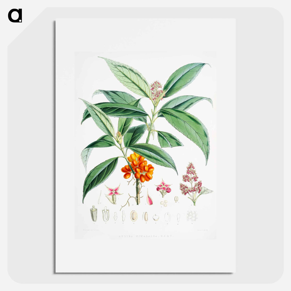Aucuba Himalaica - ウォルター フッド フィッチ Poster.