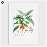 Aucuba Himalaica - ウォルター フッド フィッチ Poster.