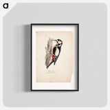 Great spotted woodpecker, male - ヴィルヘルム フォン ライト Poster.