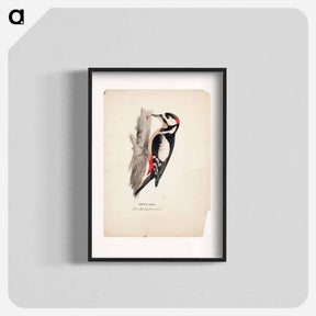 アートポスター-Great spotted woodpecker, male - ヴィルヘルム フォン ライト Poster.