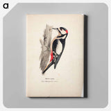 Great spotted woodpecker, male - ヴィルヘルム フォン ライト Canvas.