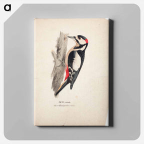 アートパネル-Great spotted woodpecker, male - ヴィルヘルム フォン ライト Canvas.