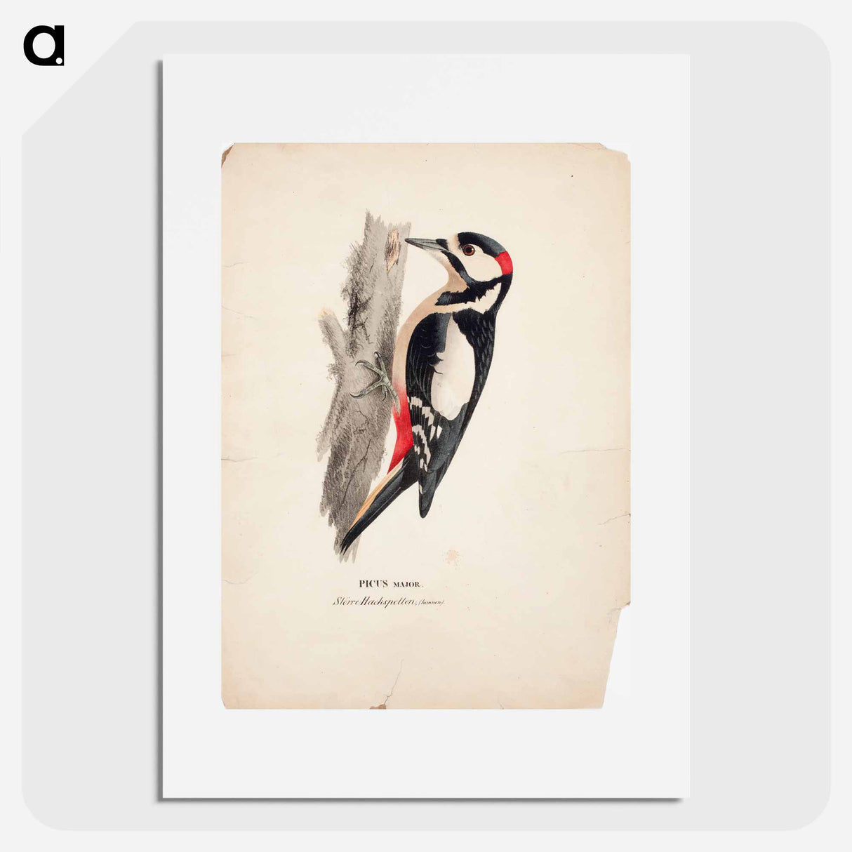 Great spotted woodpecker, male - ヴィルヘルム フォン ライト Poster.