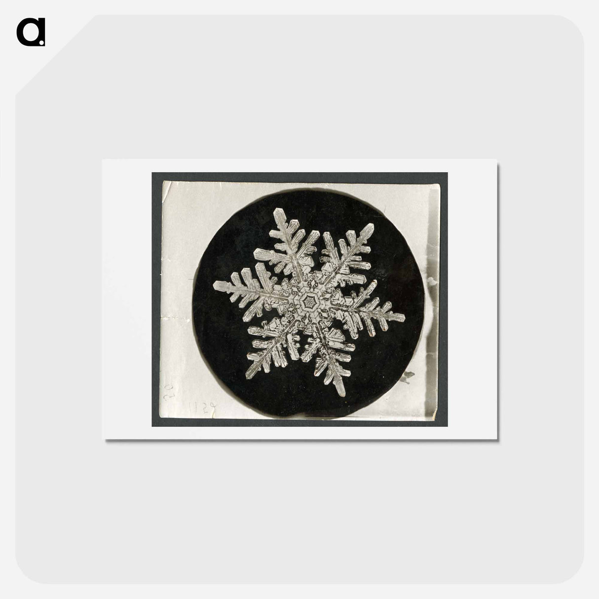 アートポストカード-Wilson Bentley's Snowflake 1152 - ウィルソン ベントレー Postcard.