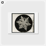 アートポストカード-Wilson Bentley's Snowflake 1152 - ウィルソン ベントレー Postcard.