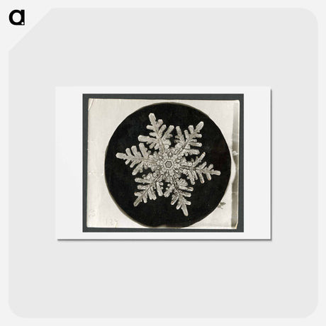 アートポストカード-Wilson Bentley's Snowflake 1152 - ウィルソン ベントレー Postcard.