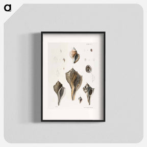 アートポスター-Different types of seashells illustration from Zoology of New York by James Ellsworth De Kay - ニューヨークの動物学 Poster.