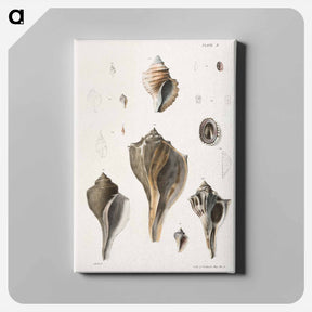 アートパネル-Different types of seashells illustration from Zoology of New York by James Ellsworth De Kay - ニューヨークの動物学 Canvas.