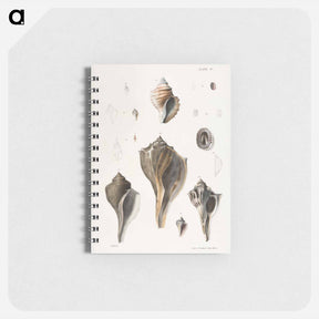 アートメモ帳-Different types of seashells illustration from Zoology of New York by James Ellsworth De Kay - ニューヨークの動物学 Memo.