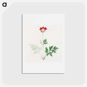 アートポストカード-Hokeso – March - 19世紀の日本の花 Postcard.