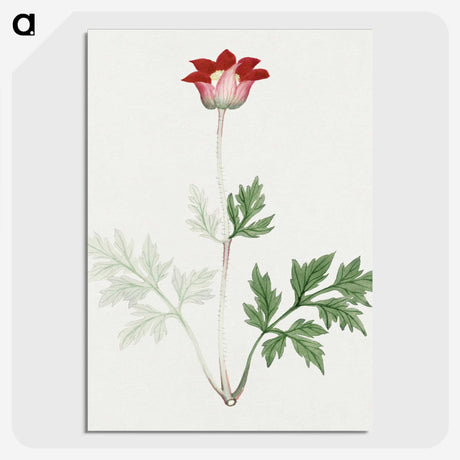1-19_19th-Century-Japanese-Flowers_picture-crop
