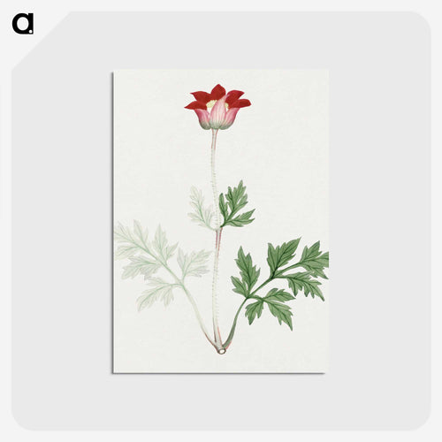 Hokeso – March - 19世紀の日本の花 Postcard.