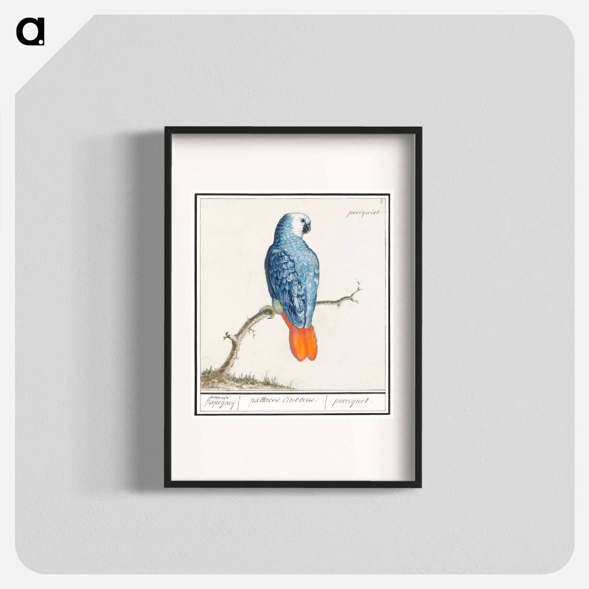 Gray red-tailed parrot - アンセルムス ボエティウス デ ブート Poster.