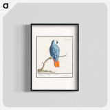 Gray red-tailed parrot - アンセルムス ボエティウス デ ブート Poster.