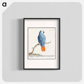 アートポスター-Gray red-tailed parrot - アンセルムス ボエティウス デ ブート Poster.