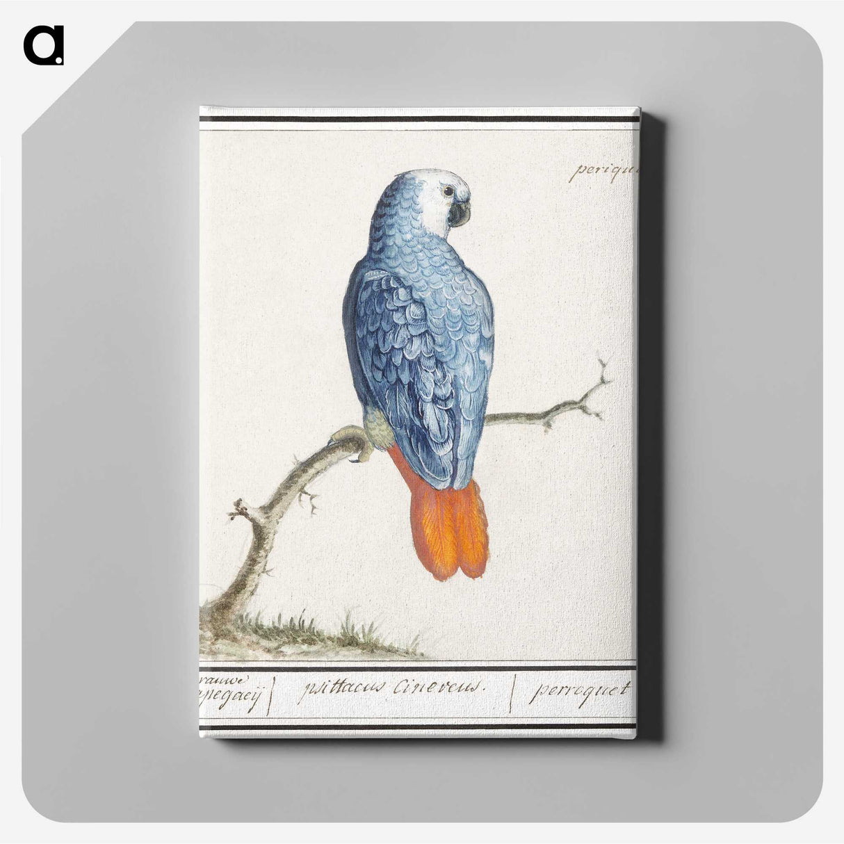 1-19_Anselmus-Boetius-de-Boodt_canvas