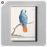 Gray red-tailed parrot - アンセルムス ボエティウス デ ブート Canvas.