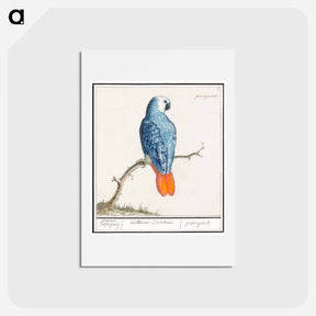 アートポストカード-Gray red-tailed parrot - アンセルムス ボエティウス デ ブート Postcard.