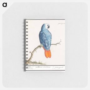 アートメモ帳-Gray red-tailed parrot - アンセルムス ボエティウス デ ブート Memo.