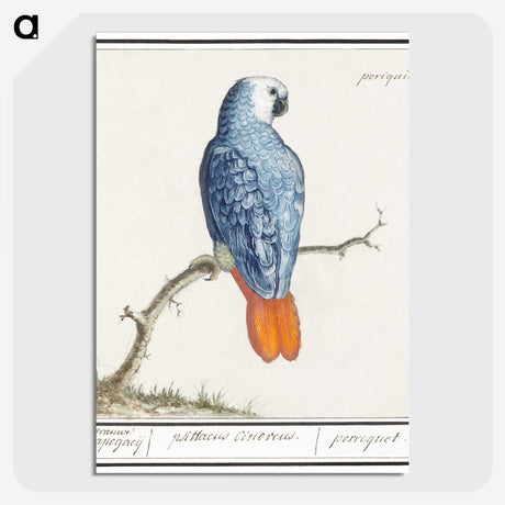 1-19_Anselmus-Boetius-de-Boodt_picture-crop