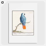 Gray red-tailed parrot - アンセルムス ボエティウス デ ブート Poster.