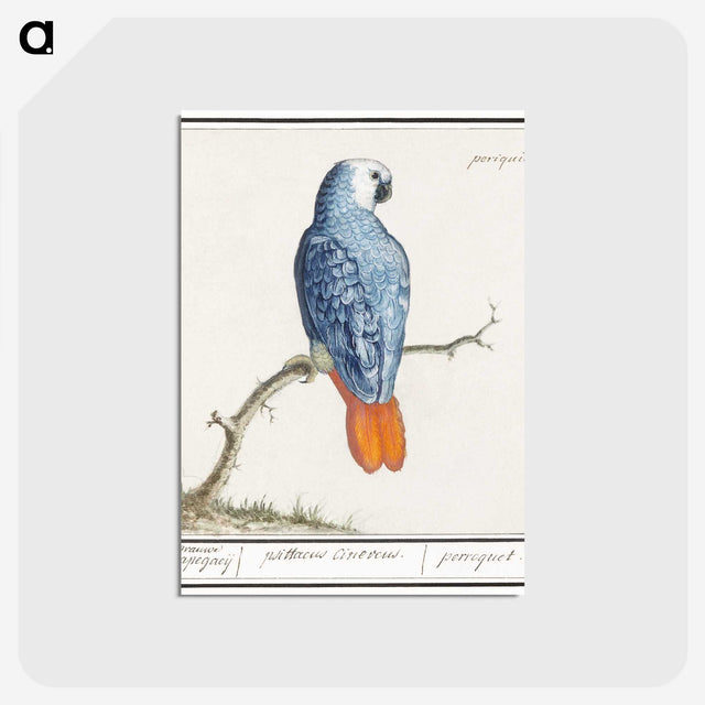 1-19_Anselmus-Boetius-de-Boodt_postcard