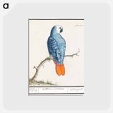 Gray red-tailed parrot - アンセルムス ボエティウス デ ブート Postcard.