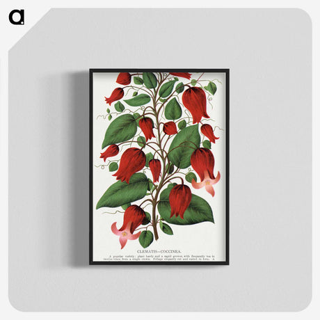 1-19_Botanical-Specimen-Plates_blk-crop