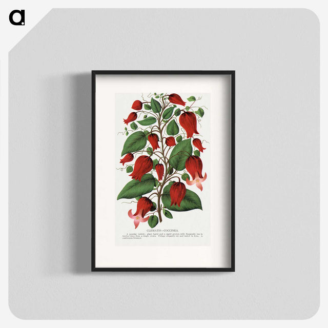 1-19_Botanical-Specimen-Plates_blk