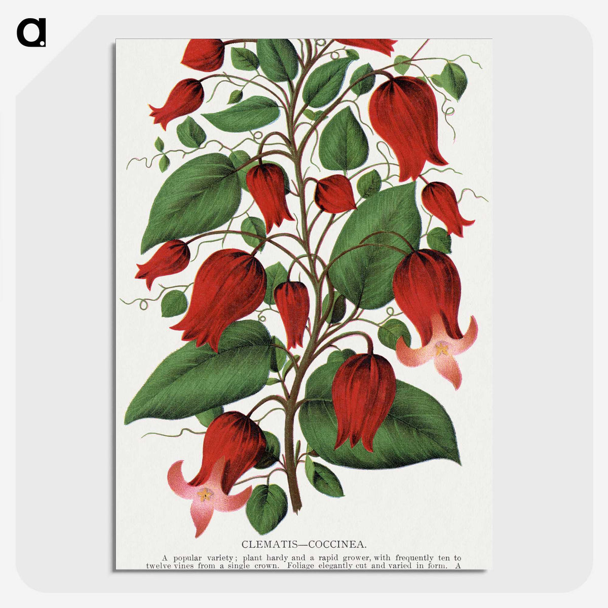 1-19_Botanical-Specimen-Plates_picture-crop