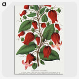 1-19_Botanical-Specimen-Plates_picture-crop