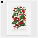 1-19_Botanical-Specimen-Plates_picture