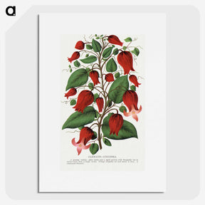 1-19_Botanical-Specimen-Plates_picture