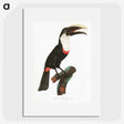 1-19_Des-Oiseaux-de-Paradis_picture