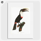 1-19_Des-Oiseaux-de-Paradis_picture