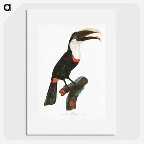 1-19_Des-Oiseaux-de-Paradis_picture
