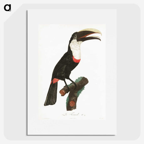 1-19_Des-Oiseaux-de-Paradis_picture