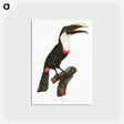 1-19_Des-Oiseaux-de-Paradis_postcard